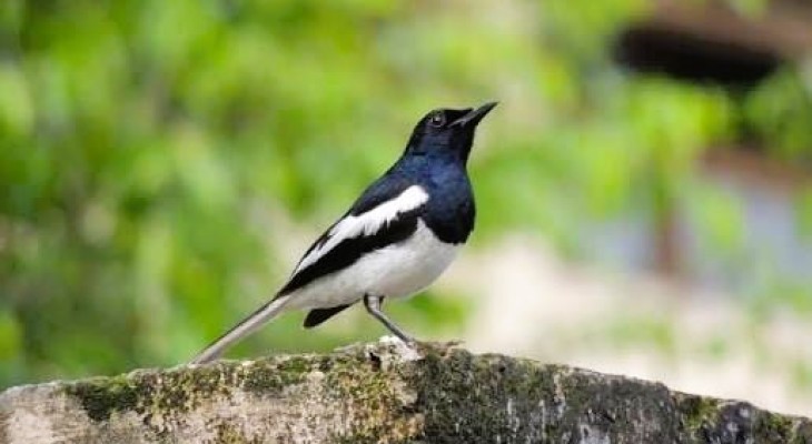দোয়েল সমাচার